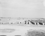 Cotton bales stacked in rows in a field by Squire Haskins Photography Inc.