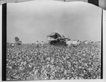 Several farmers are standing in a cotton field by Squire Haskins Photography Inc.