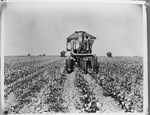 At least five cotton picker machines harvest cotton from a large cotton field by Squire Haskins Photography Inc.