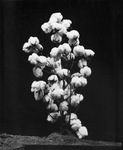 Photograph of a single cotton plant full of white bolls by Squire Haskins Photography Inc.