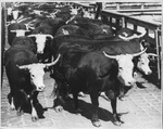Menard cattle at the Fort Worth Stockyards