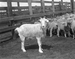 Sheep and goats in herds on ranch