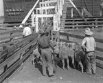 Sheep and goats in herds on ranch