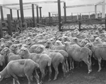 Sheep and goats in herds on ranch