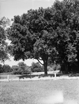 Fort Worth's Frontier Fiesta