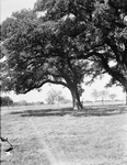 Fort Worth's Frontier Fiesta