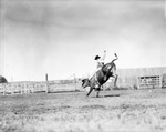 Bull rider at rodeo, 1935