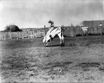 Bull rider at rodeo, 1935