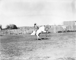Bull rider at rodeo, 1935