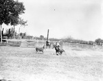 Calf roping at a rodeo, 1935