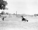 Calf roping at a rodeo, 1935
