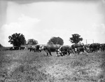 Burleson and Johns Ranch, 1935