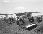 Cowboys reunion at Stamford, Texas, 1936