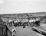 Cowboys reunion at Stamford, Texas, 1936
