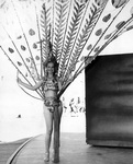 Mary "Stuttering Sam" Dowell in peacock costume, 1937