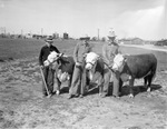 South Plains Junior Livestock Show, Lubbock, Texas, 1938 by Frank Reeves Sr.