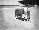 South Plains Junior Livestock Show, Lubbock, Texas, 1938 by Frank Reeves Sr.