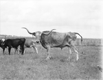 Steer at Shady Oak Farm