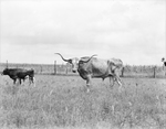 Steer at Shady Oak Farm