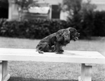 Pets of Ruth and Amon Carter, Jr.