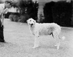Pets of Ruth and Amon Carter, Jr.