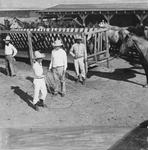 Odie Franklin, Tom Reed Jr., Will Rogers, and Tom Reed at the Waggoner Three D Ranch by Frank Reeves Sr.