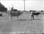 William I. Myers with a longhorn at Shady Oak Farm