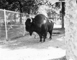 Samson, the buffalo at Forest Park Zoo