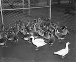 Geese and ducks in cage at Forest Park Zoo