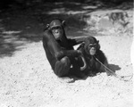 Forest Park Zoo chimpanzees Patsy (left) and Jerry