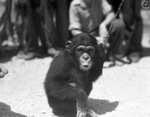 Forest Park Zoo chimpanzee Jerry