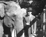 W. H. Perry with Sugar, an elephant at Forest Park Zoo