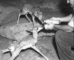 Antelopes at Forest Park Zoo taking bottle nourishment