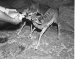 Antelopes at Forest Park Zoo taking bottle nourishment