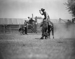 Pecos (Texas) rodeo by Frank Reeves Sr.