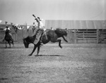 Pecos (Texas) rodeo by Frank Reeves Sr.