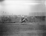 Pecos (Texas) rodeo by Frank Reeves Sr.