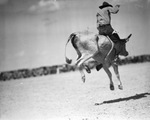 Pecos (Texas) rodeo by Frank Reeves Sr.