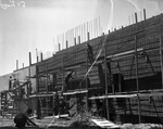 Construction of a cattle barn for the Fort Worth Frontier Centennial