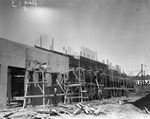 Construction of a cattle barn for the Fort Worth Frontier Centennial