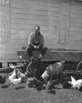 Paul Whiteman at Shady Oak Farm
