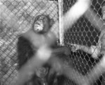 Patsy the chimpanzee, mate of Jeff, at Forest Park Zoo