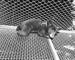 Bear cub in cage after escaping from farm of Doctor Ross Trigg