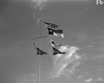 Flags flying over Shady Oak Farm