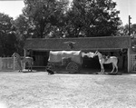 Shady Oak Farm's covered wagon
