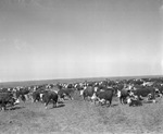 Herd of cattle at Spur Ranch