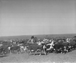 Herd of cattle at Spur Ranch