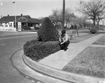 Fire Department Lieutenant P.C. Fontain trims box hedge planted in parkway at intersection of University and Berry Streets, near Fire Station No. 21, 02/19/1938
