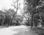 Fort Worth park scene: trees in Trinity Park driveway