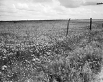 Texas field of wild flowers